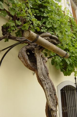 Maribor2005 (078).JPG