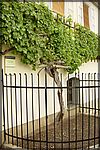 Maribor2005 (076).JPG