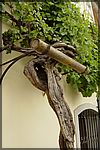 Maribor2005 (078).JPG