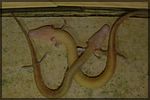 Maribor2005 (103).JPG
